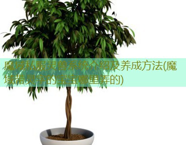 魔域私服灵兽系统介绍及养成方法(魔域带灵字的宝宝哪里弄的)