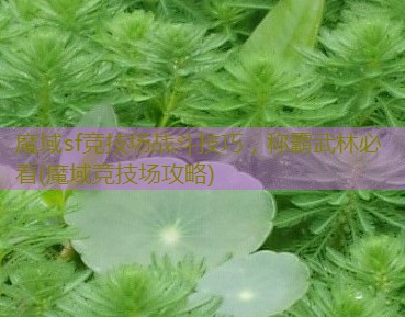 魔域sf竞技场战斗技巧，称霸武林必看(魔域竞技场攻略)