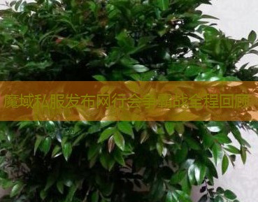 魔域私服发布网行会争霸战全程回顾